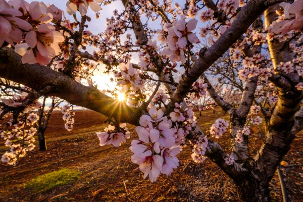 Floració a l'Urgell 2025, programa i activitats