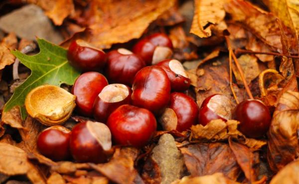 Feria y Mercado de la Castaña en Vilanova de Prades, una escapada de otoño en familia