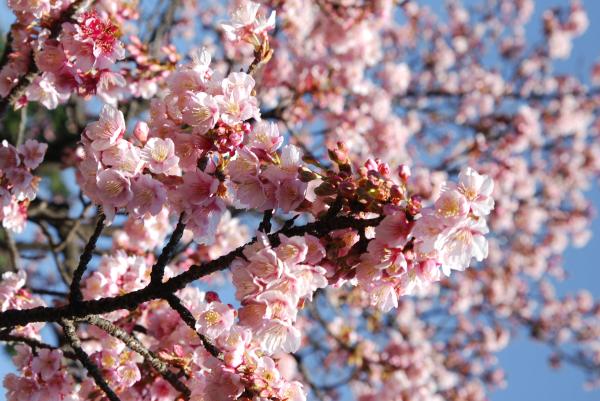 Ribera en Flor: experiències per lliure