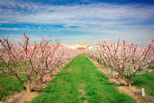 Benissanet: un espectacle de colors i natura durant la floració