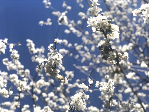 Floració a l'Urgell 2025, un passeig màgic entre ametllers a Lleida amb nens