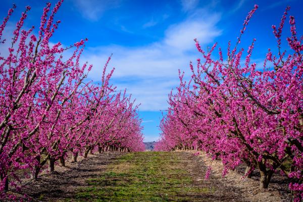 Floració a Catalunya 2025: Els millors llocs per veure els arbres florits