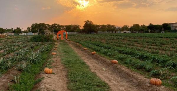 La Festa de la Carbassa: la Pumpkin Patch a 30 minuts de Barcelona