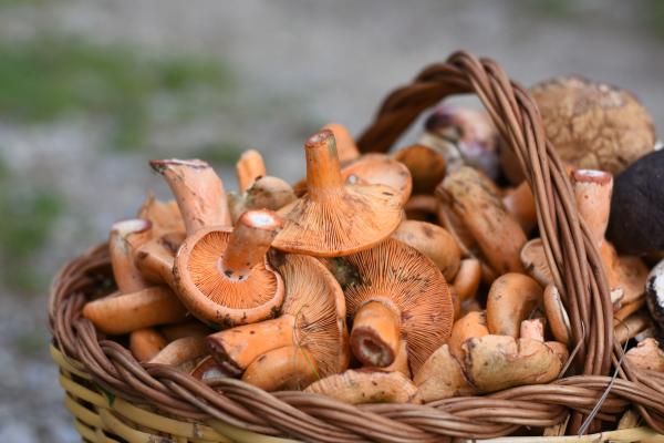 La Festa dels Bolets de Berga en família: Tradició i natura a la BergaBolet